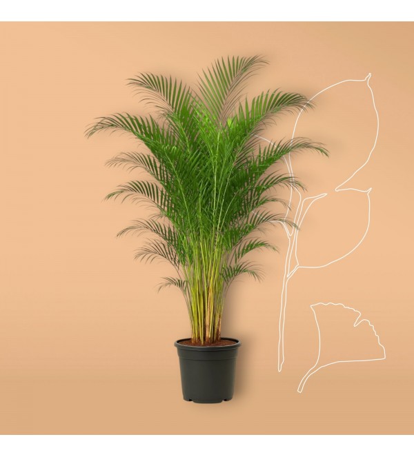 Areca